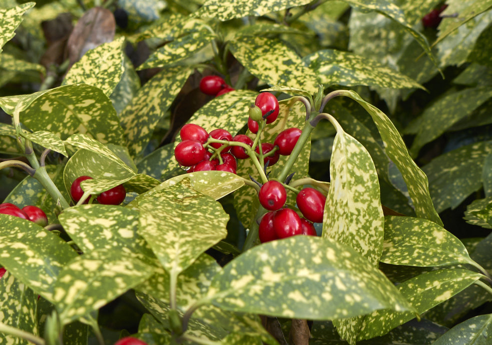 A Late-Winter Delight for Wildlife. A Late-Winter Delight for Wildlife.