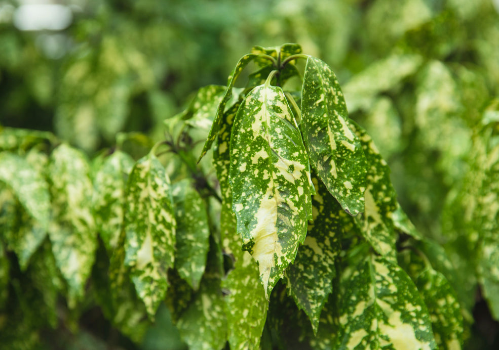 Aucuba: A Splash of Colour for Shaded Spots. Aucuba: A Splash of Colour for Shaded Spots.