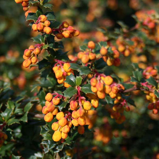Berberis darwinii Compacta - Barberry Berberis darwinii Compacta - Barberry