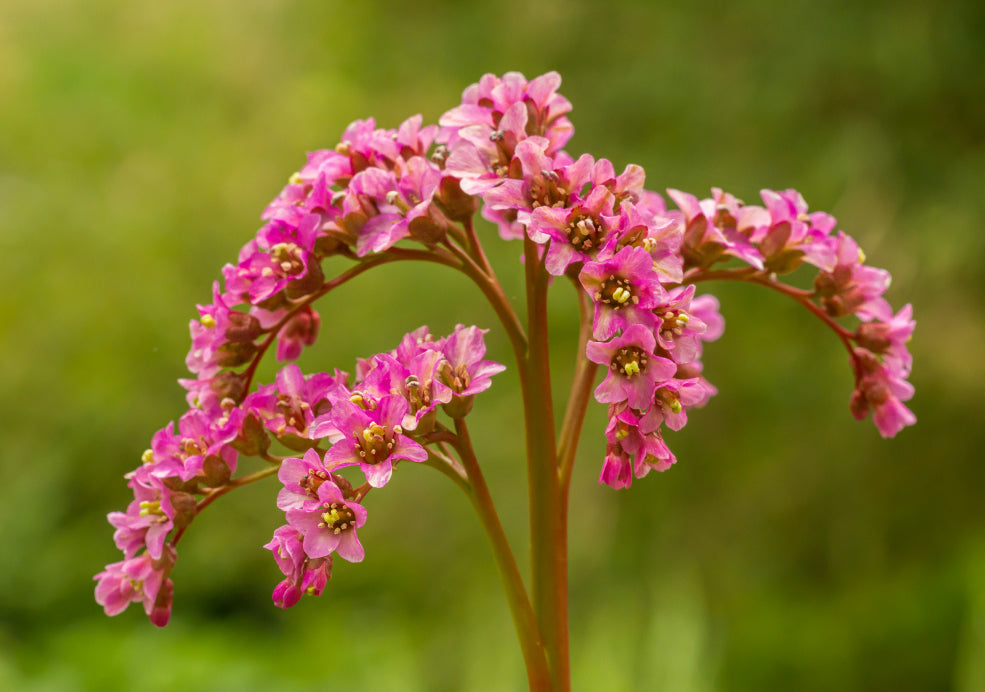 Bergenia: Bold Foliage with Year-Round Interest. Bergenia: Bold Foliage with Year-Round Interest.
