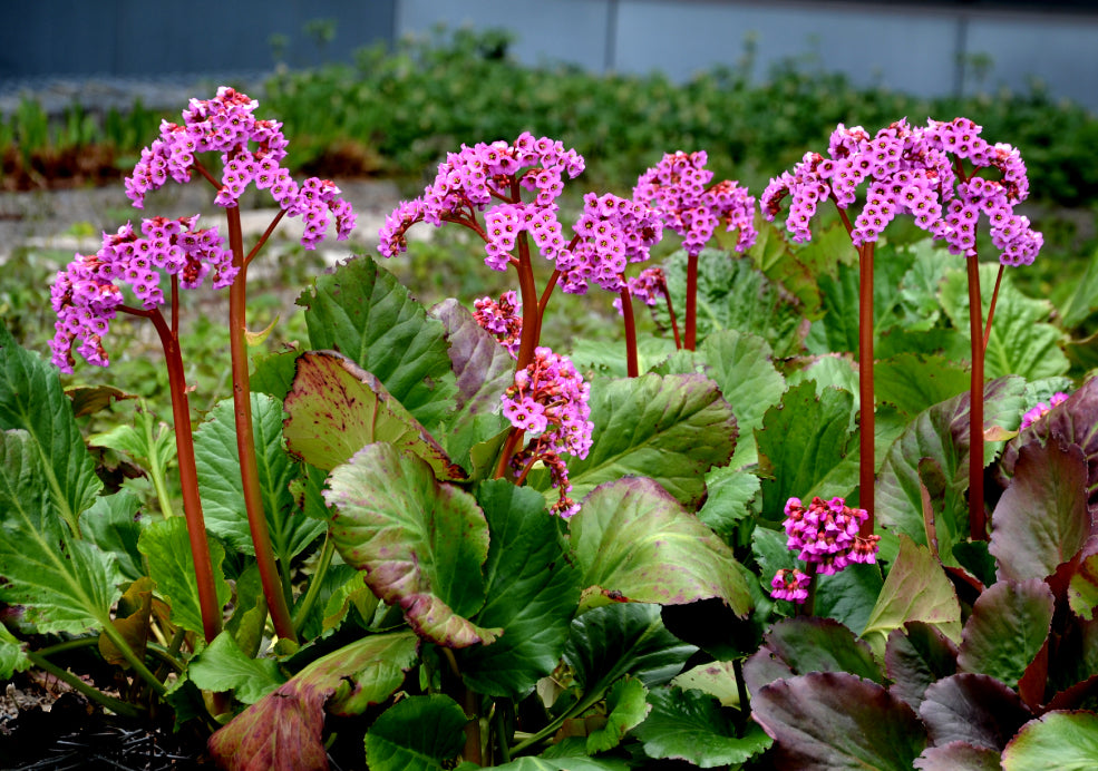 Hardy, Resilient, and Perfect for Challenging Spots. Hardy, Resilient, and Perfect for Challenging Spots.