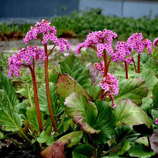 Bergenia cordifolia Bergenia cordifolia