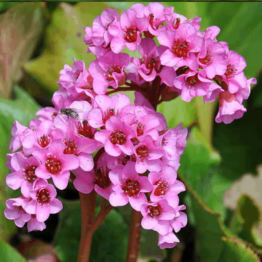 Bergenia cordifolia 'Winterglow' Bergenia cordifolia 'Winterglow'