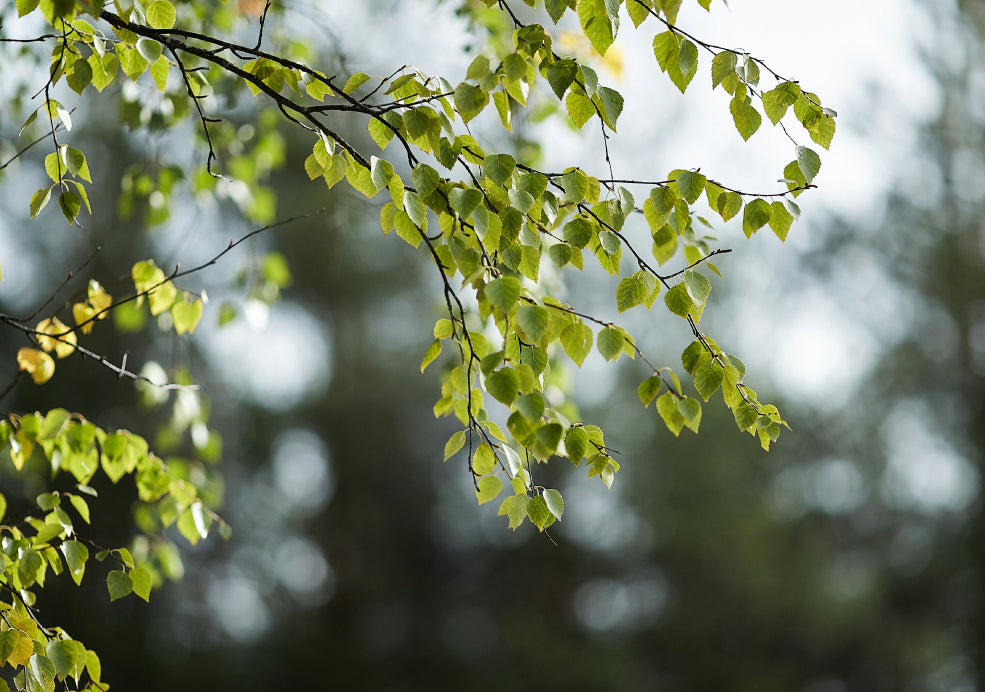 Very Resilient and Low-Maintenance. Very Resilient and Low-Maintenance.