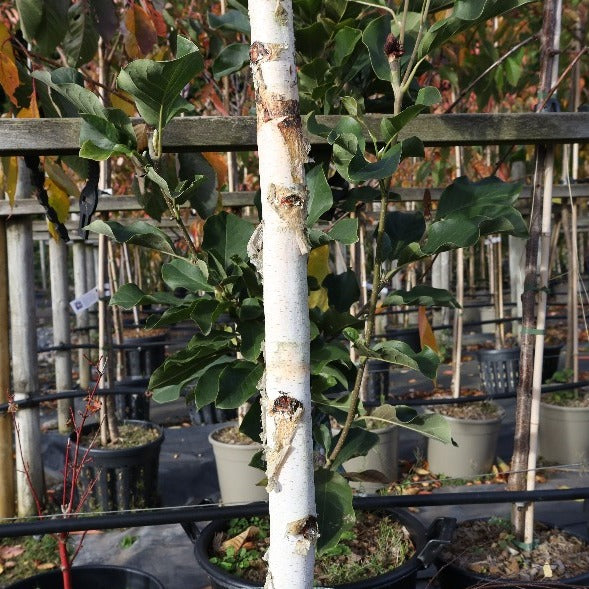 A row of Betula Fastigiata - Upright Silver Birch Trees with white trunks and green leaves enhances the plant nursery, highlighting the elegance of the species.