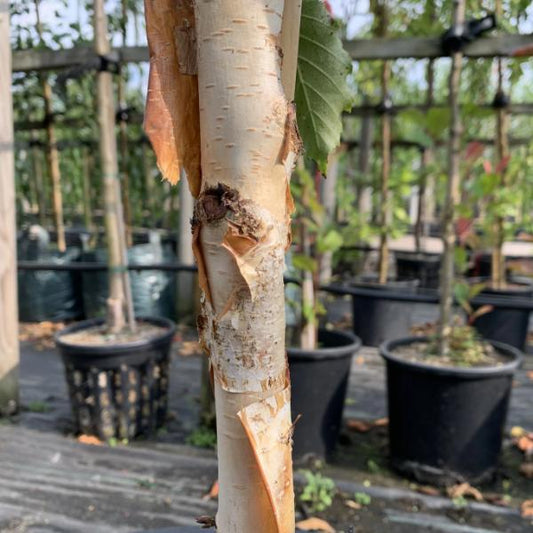 Betula Grayswood Ghost - Himalayan Birch Tree Betula Grayswood Ghost - Himalayan Birch Tree