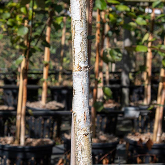 Betula Moonbeam - Himalayan Birch Tree Betula Moonbeam - Himalayan Birch Tree
