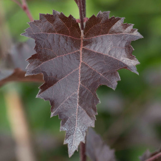 Betula Purpurea - Purple Leaf Birch Tree Betula Purpurea - Purple Leaf Birch Tree