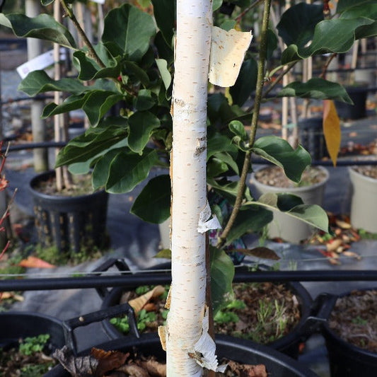 Betula Silver Shadow - Himalayan Birch Tree Betula Silver Shadow - Himalayan Birch Tree