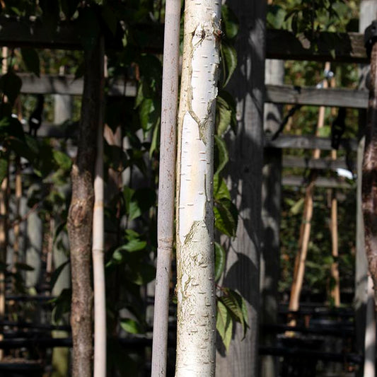 Betula Silver Shadow - Himalayan Birch Tree Betula Silver Shadow - Himalayan Birch Tree