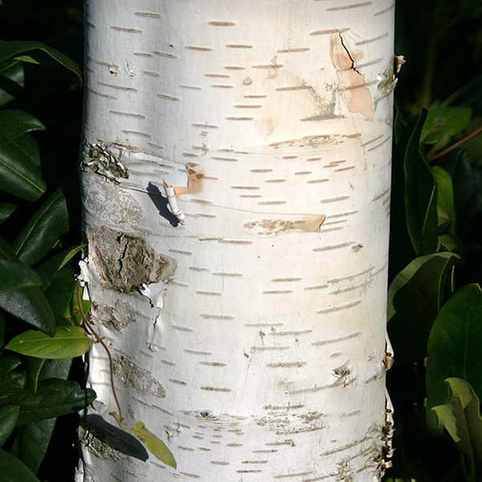 Betula Snow Queen - Snow Queen Birch Tree Betula Snow Queen - Snow Queen Birch Tree