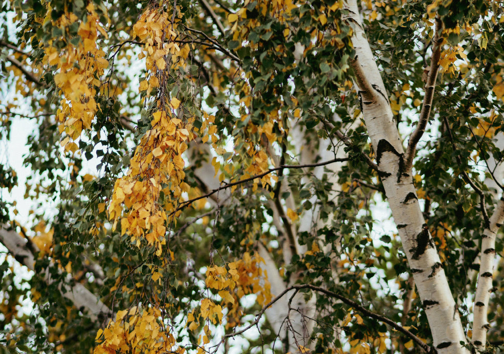 Betula: Graceful Beauty for Every Garden. Betula: Graceful Beauty for Every Garden.