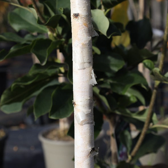 Close-up of the Betula Trinity College - Himalayan Birch Tree trunk, with its white bark gracefully peeling, set against a backdrop of heart-shaped leaves and softly blurred potted plants.
