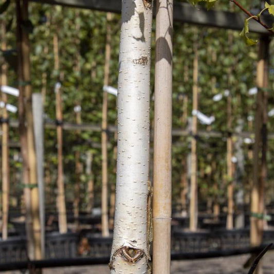 Betula Trinity College - Himalayan Birch Tree Betula Trinity College - Himalayan Birch Tree