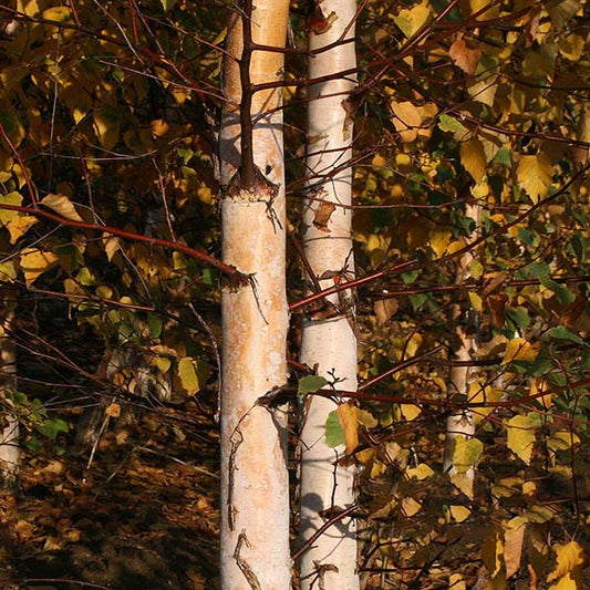 Betula Tristis - European White Birch Tree Betula Tristis - European White Birch Tree