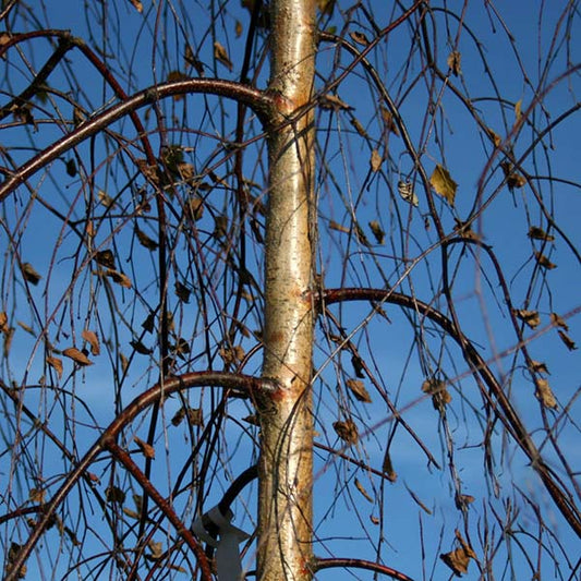 Betula Youngii - Young's Weeping Birch Tree Betula Youngii - Young's Weeping Birch Tree