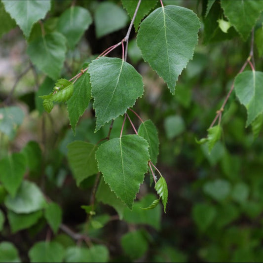 Betula Youngii - Young's Weeping Birch Tree Betula Youngii - Young's Weeping Birch Tree