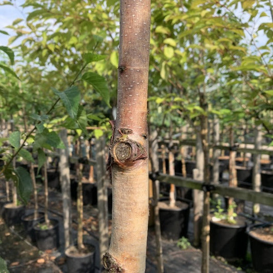 Betula albo sinensis Pink Champagne - Chinese Red Birch Betula albo sinensis Pink Champagne - Chinese Red Birch