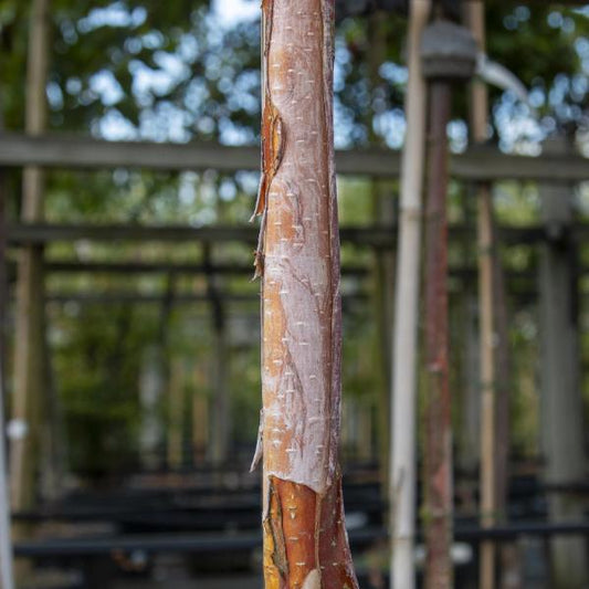 Betula albosinensis Fascination - Chinese Red Barked Birch Tree Betula albosinensis Fascination - Chinese Red Barked Birch Tree