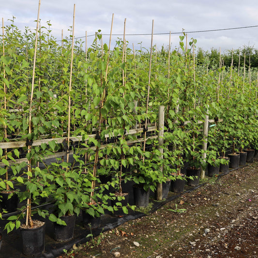 Betula ermanii Mount Zao Purple - Purple Bark Himilayan Birch Betula ermanii Mount Zao Purple - Purple Bark Himilayan Birch