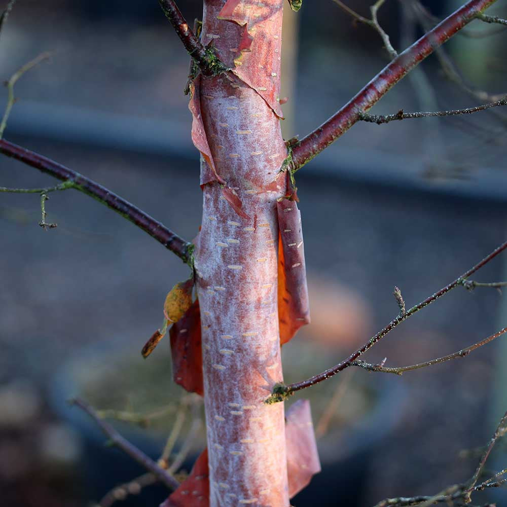 Close-up of a Betula nigra - River Birch Tree trunk with cinnamon-coloured bark peeling to reveal rich reddish-brown hues beneath, surrounded by bare branches.