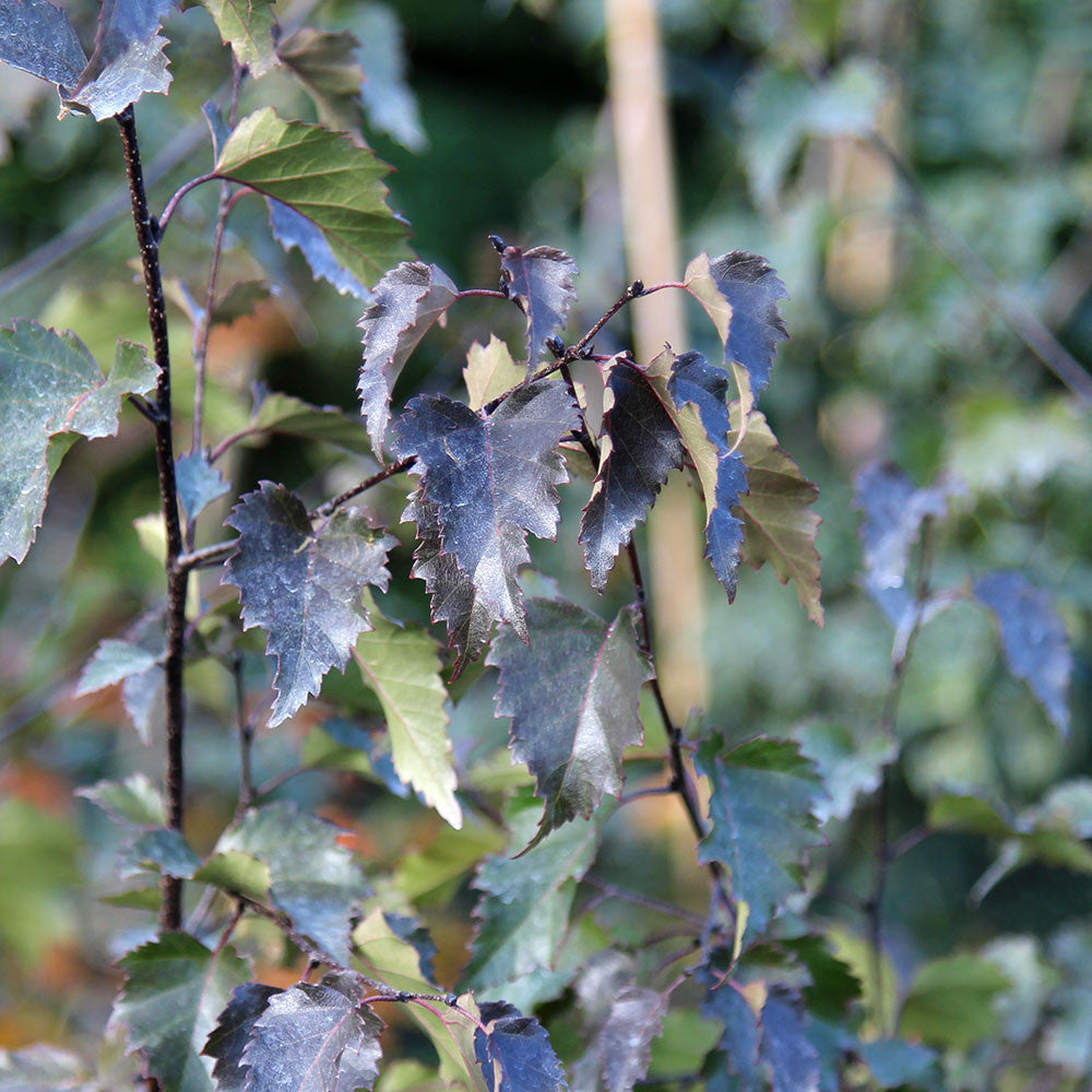 Close-up of a branch with jagged, dark green leaves of the Betula pendula Royal Frost - Purple Birch against a blurred background.