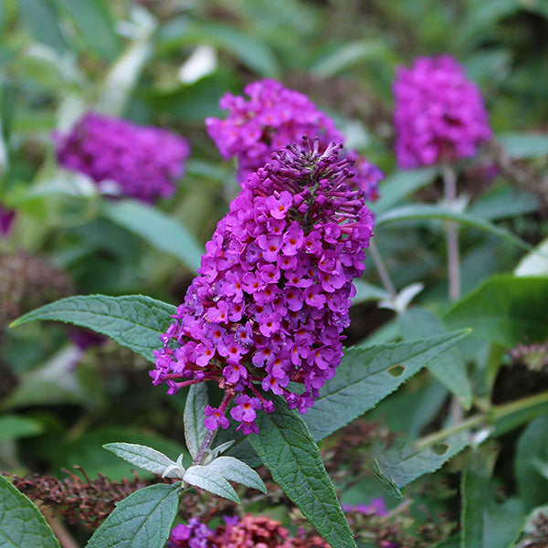 Close-up of a Buddleja Magenta bloom, also known as Butterfly Bush, set against lush green leaves.