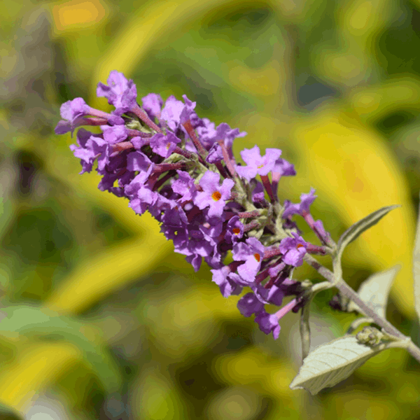A close-up showcases the vibrant flower spike of the Buddleja Petite Dark Pink Butterfly Bush against a blurred green and yellow background.