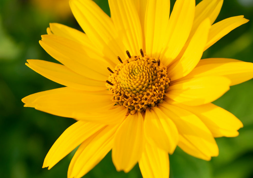 A Magnet for Pollinators and Seasonal Interest. A Magnet for Pollinators and Seasonal Interest.