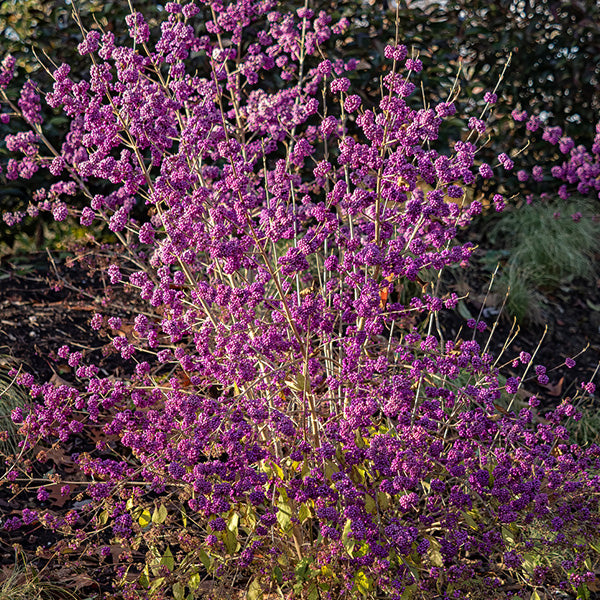 Callicarpa 'Profusion'