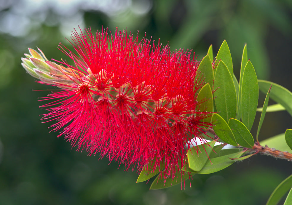 Callistemon: A Touch of the Exotic in British Gardens. Callistemon: A Touch of the Exotic in British Gardens.