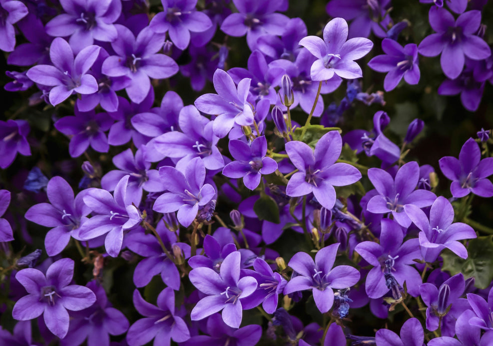 Campanula: A Classic Perennial with Delicate Blooms. Campanula: A Classic Perennial with Delicate Blooms.