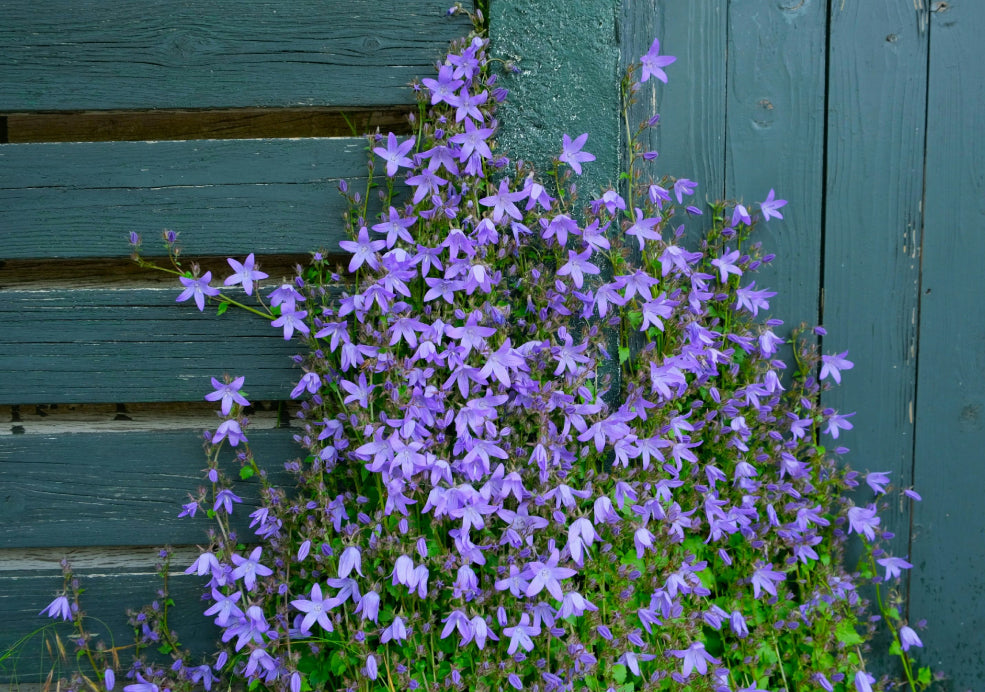 Low Maintenance and Easy to Grow. Low Maintenance and Easy to Grow.