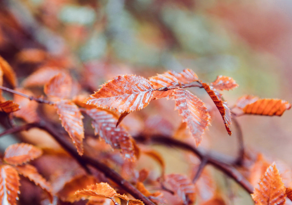 A Hardy and Adaptable Performer. A Hardy and Adaptable Performer.