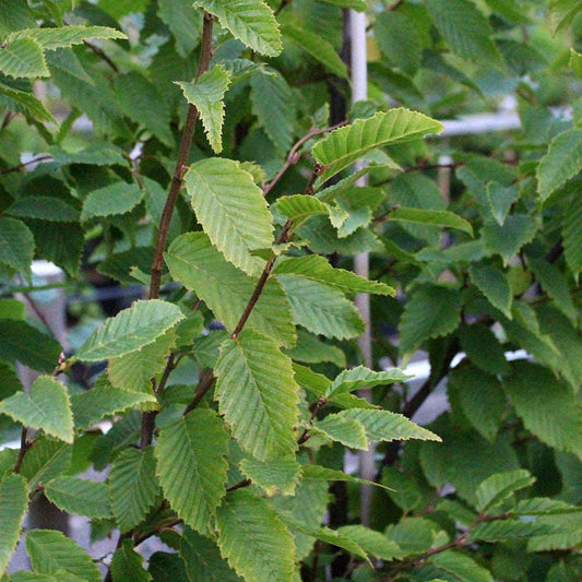 Carpinus Frans Fontaine - Frans Fontaine Hornbeam Tree Carpinus Frans Fontaine - Frans Fontaine Hornbeam Tree