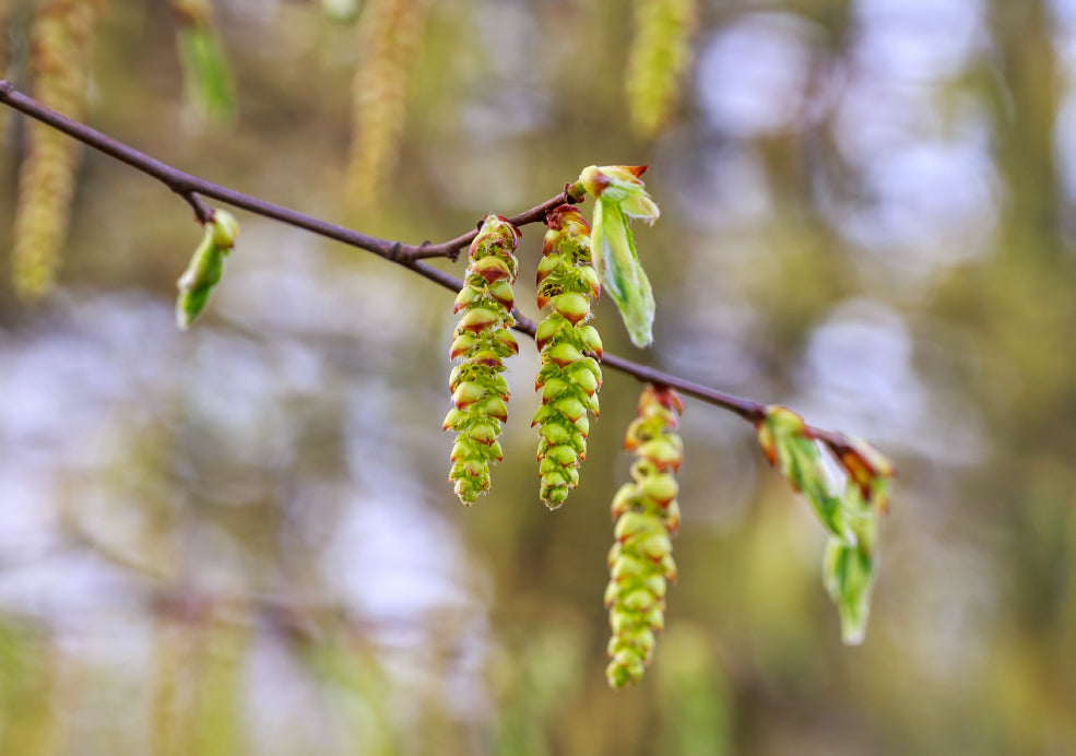 A Valuable Habitat for Wildlife A Valuable Habitat for Wildlife
