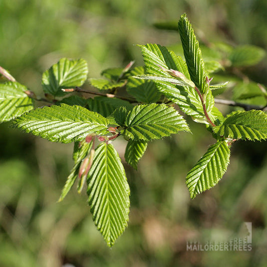 Carpinus betulus - Hornbeam Tree Carpinus betulus - Hornbeam Tree