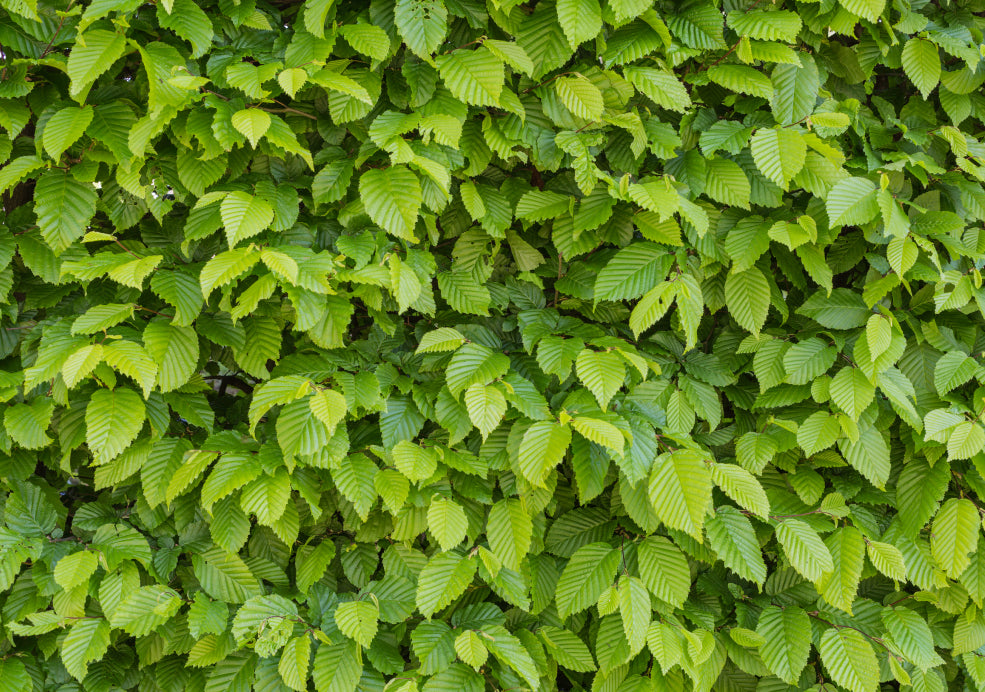 Carpinus: A Stately Addition to Any Garden. Carpinus: A Stately Addition to Any Garden.