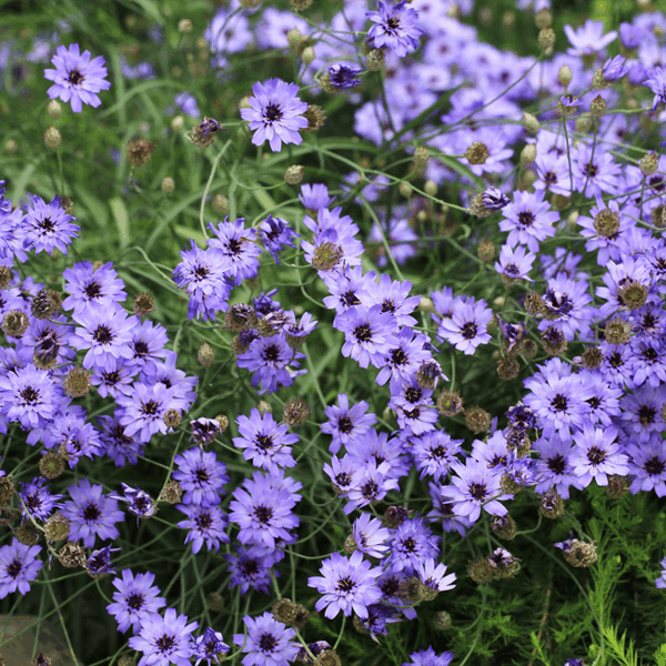 Catananche Caerulea