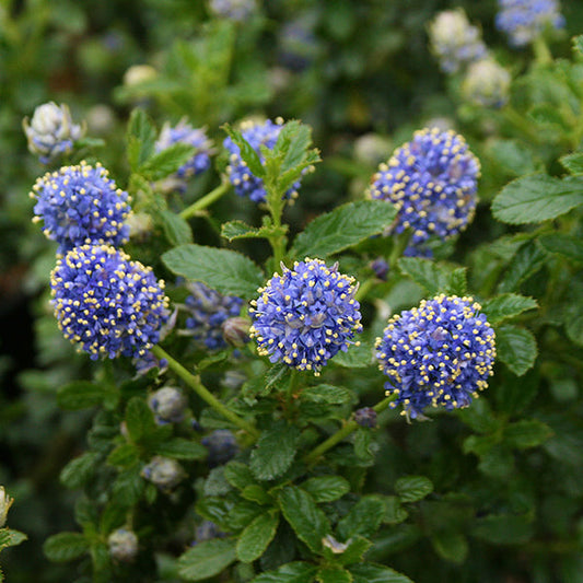 Ceanothus Blue Mound - Californian Lilac Ceanothus Blue Mound - Californian Lilac