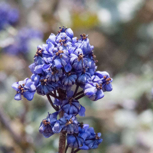 Ceanothus Blue Sapphire - Californian Lilac Ceanothus Blue Sapphire - Californian Lilac