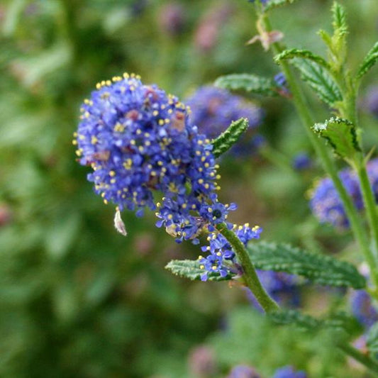 Ceanothus Concha  - Californian Lilac Ceanothus Concha  - Californian Lilac