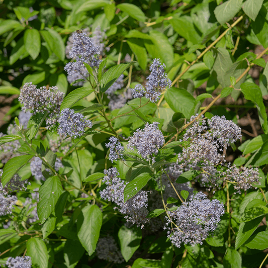 Ceanothus Gloire de Versailles - Californian Lilac Ceanothus Gloire de Versailles - Californian Lilac