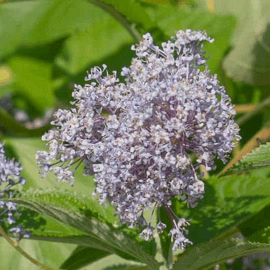 Ceanothus Gloire de Versailles - Californian Lilac Ceanothus Gloire de Versailles - Californian Lilac