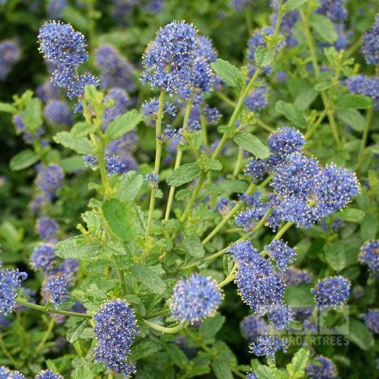 Ceanothus Italian Skies - Californian Lilac Ceanothus Italian Skies - Californian Lilac