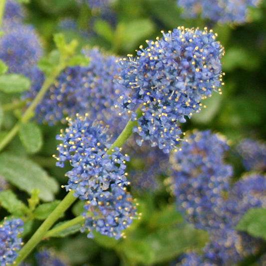 Ceanothus Italian Skies - Californian Lilac Ceanothus Italian Skies - Californian Lilac