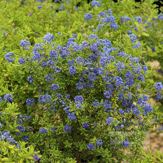 Ceanothus Madasgascar - Californian Lilac Ceanothus Madasgascar - Californian Lilac