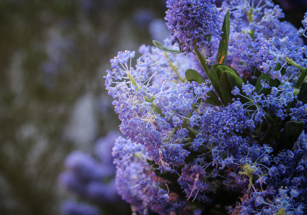 Ceanothus: A Burst of Blue for the British Garden. Ceanothus: A Burst of Blue for the British Garden.