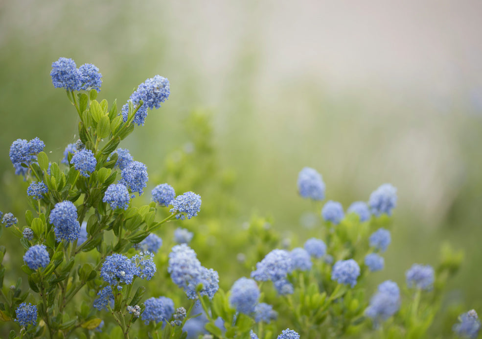 Perfect for Sunny Spots and Easy to Grow. Perfect for Sunny Spots and Easy to Grow.