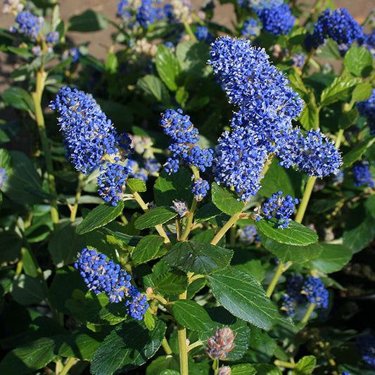 Ceanothus Trewithen Blue - Californian Lilac Ceanothus Trewithen Blue - Californian Lilac
